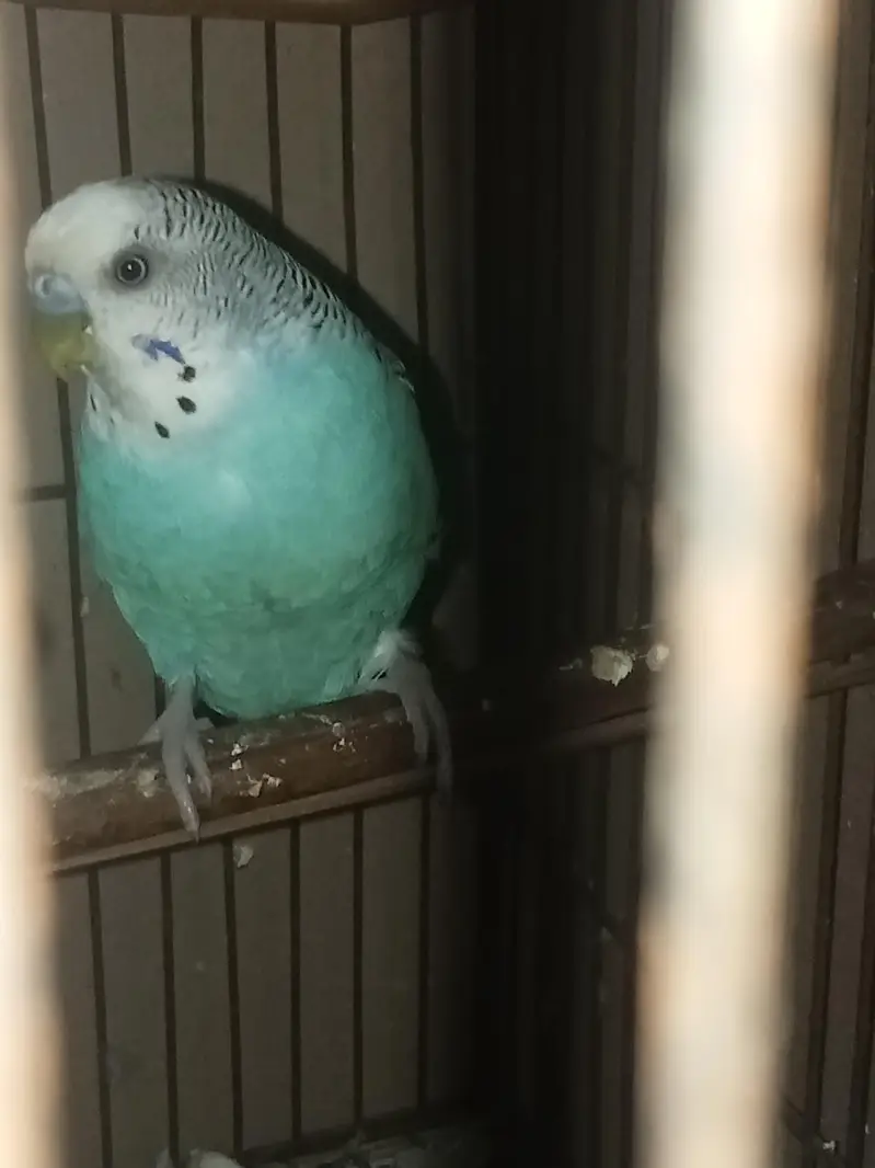 Australian budgies — photo 5