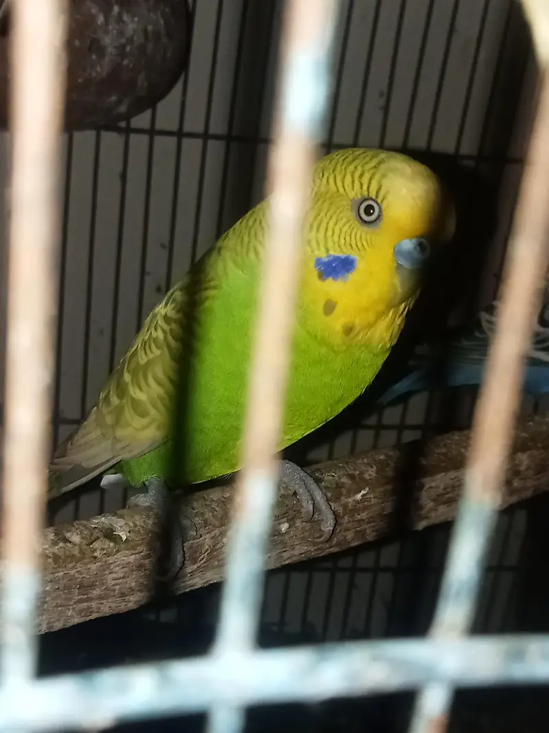 Australian budgies — photo 6