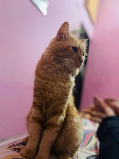 Male persion cat double coat