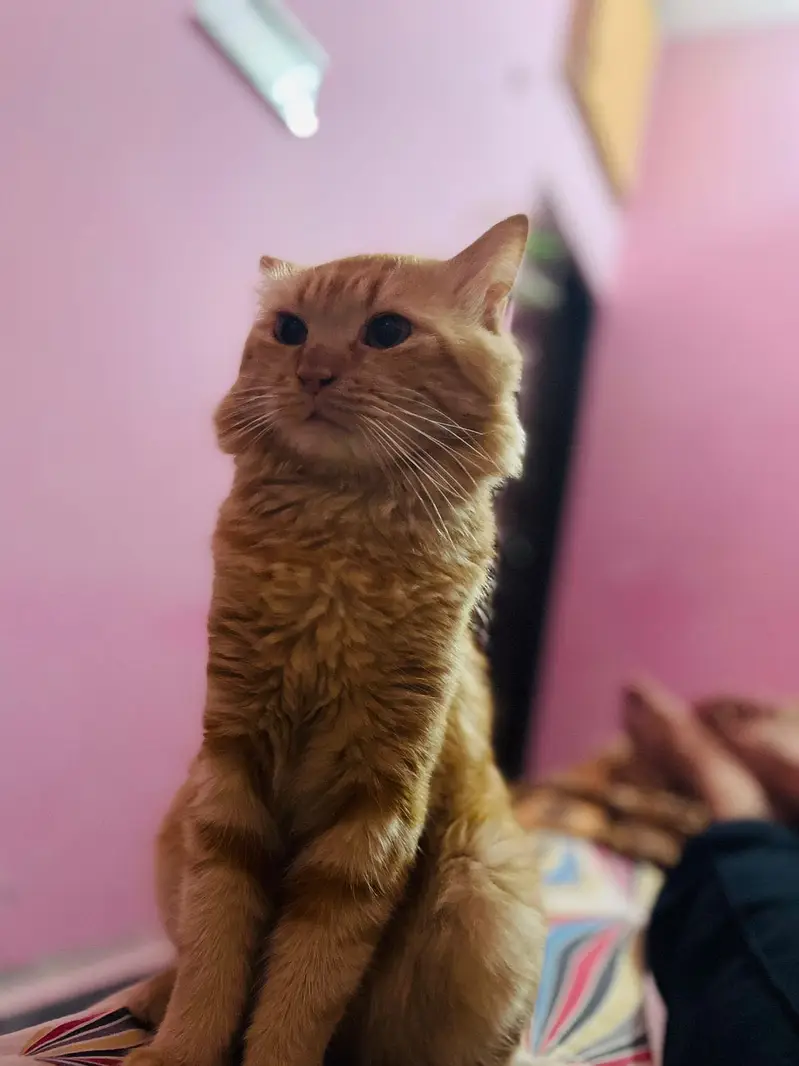 Male persion cat double coat — photo 2