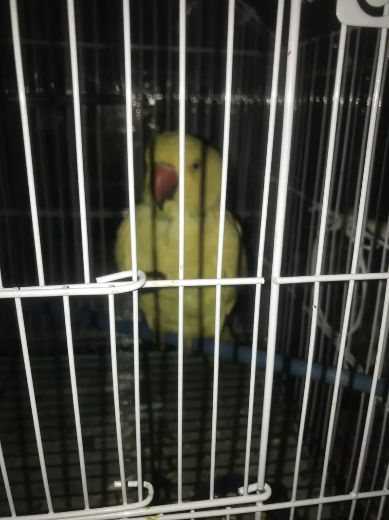 Yellow ringneck male — photo 5