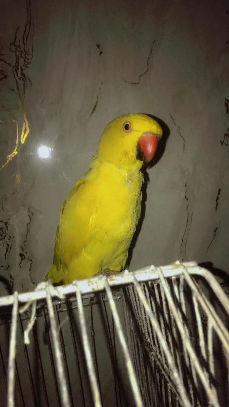 Yellow ringneck male — photo 2