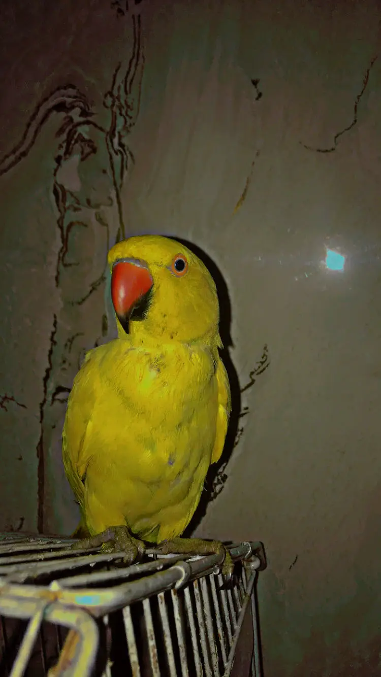 Yellow ringneck male — photo 3