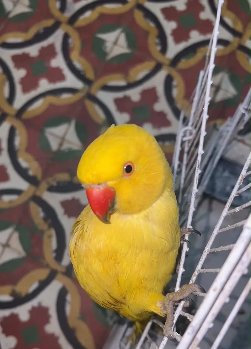 Yellow ringneck male