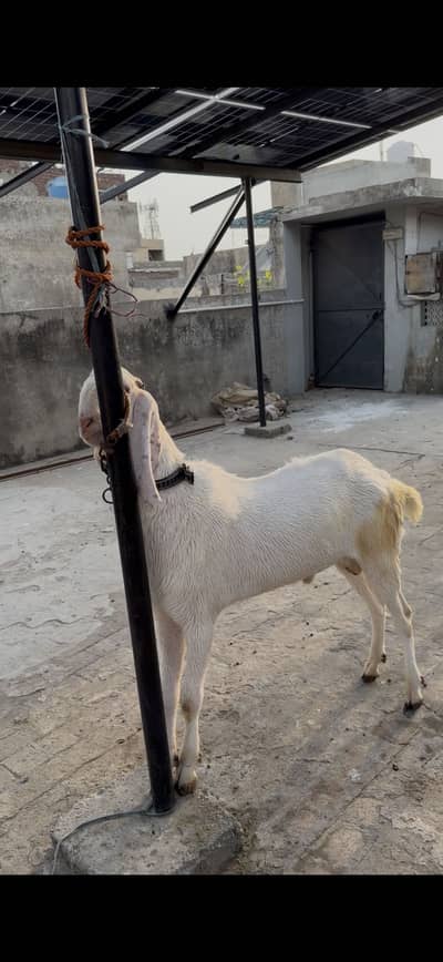 Bakra for sale whatsapp pr cal kry 03059674378