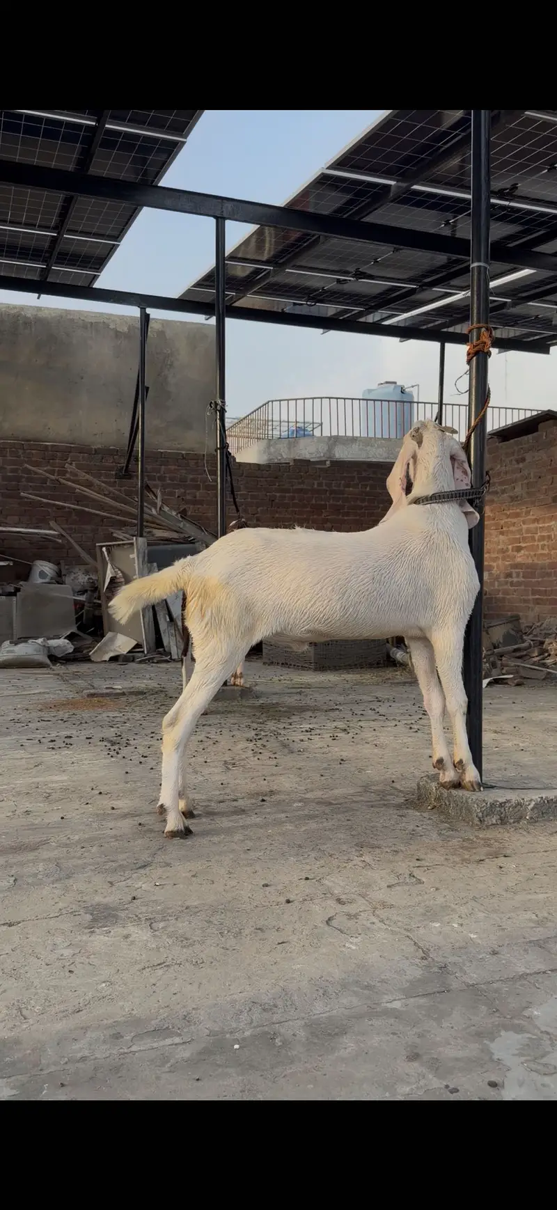 Bakra for sale whatsapp pr cal kry 03059674378 — photo 2