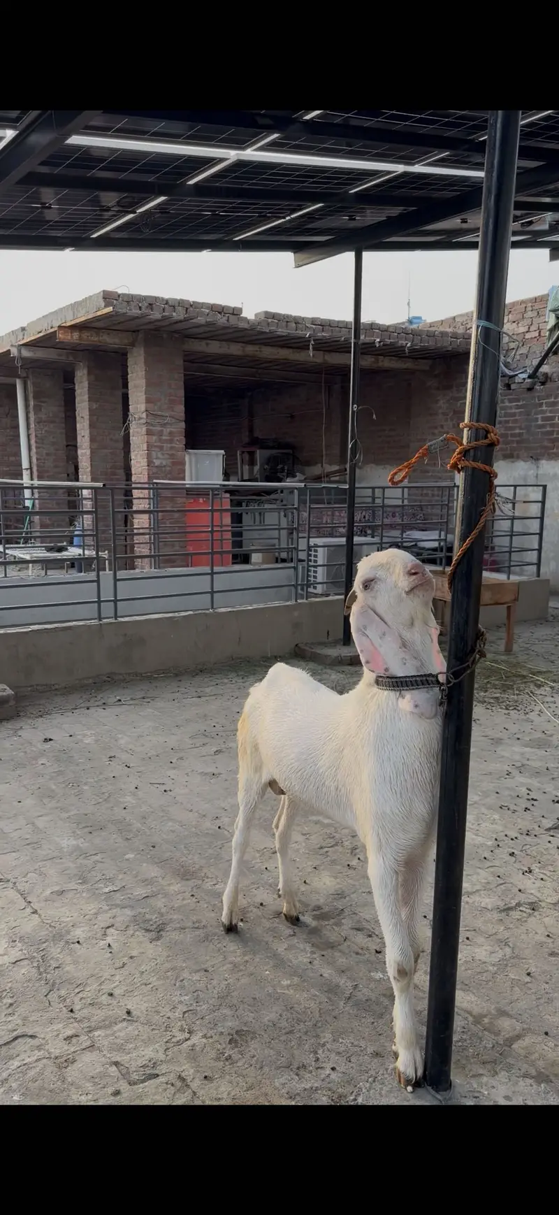 Bakra for sale whatsapp pr cal kry 03059674378 — photo 3