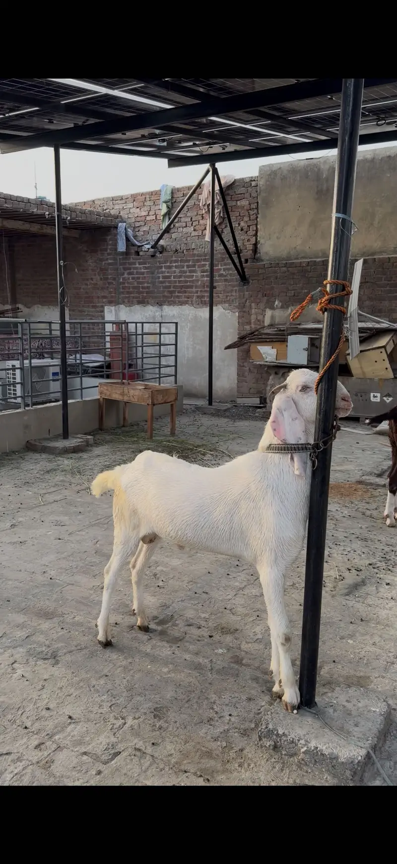Bakra for sale whatsapp pr cal kry 03059674378 — photo 4