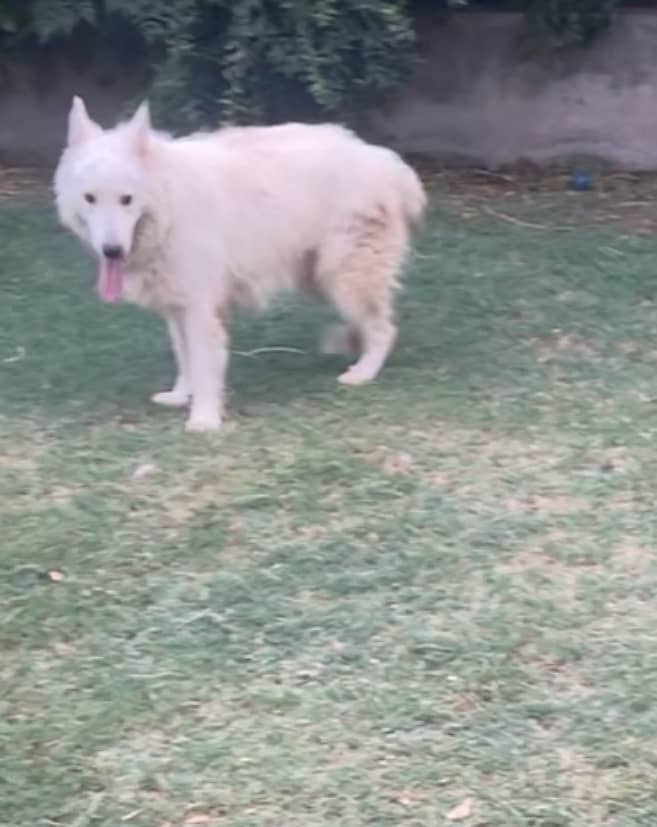 Lost dogs  0