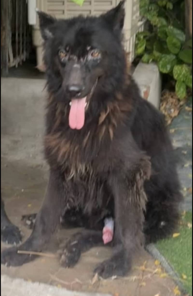 Lost dogs  1