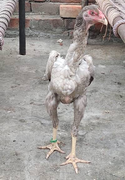 Ice blue shamoo Female
