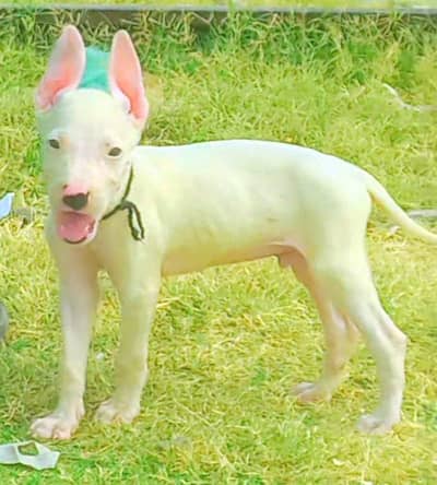 Guwahati gultair male