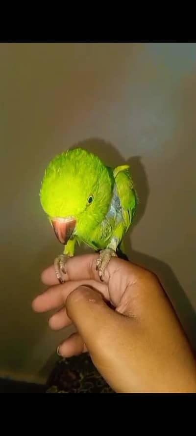 ringneck face to face talking male