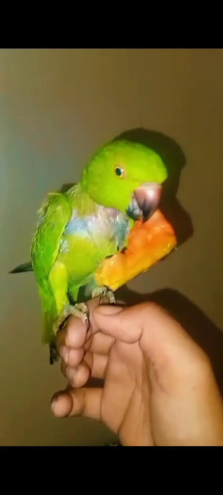ringneck face to face talking male — photo 2