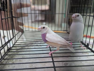 Silver Gouldian Finch