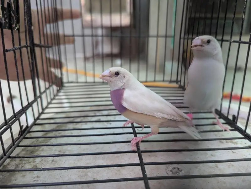 Silver Gouldian Finch