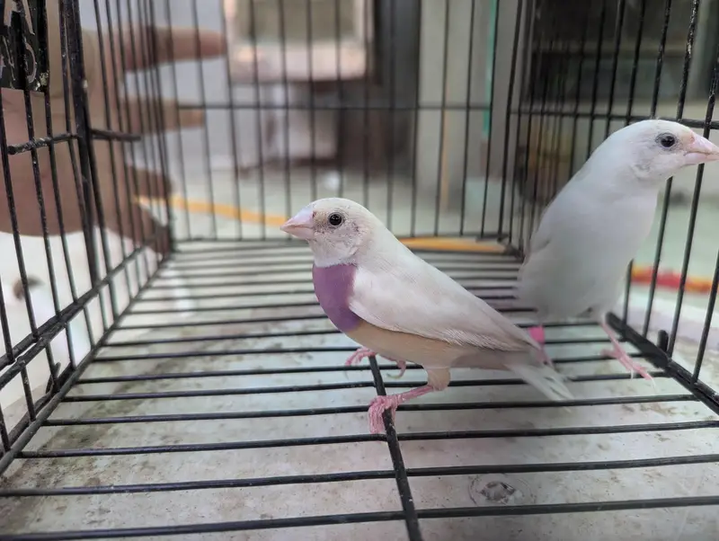 Silver Gouldian Finch — photo 2