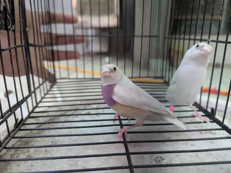 Silver Gouldian Finch — photo 3