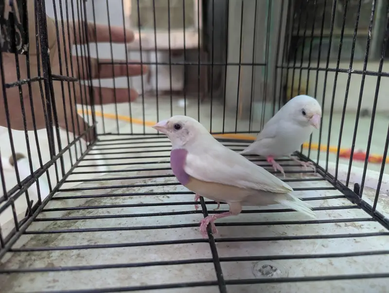 Silver Gouldian Finch — photo 4