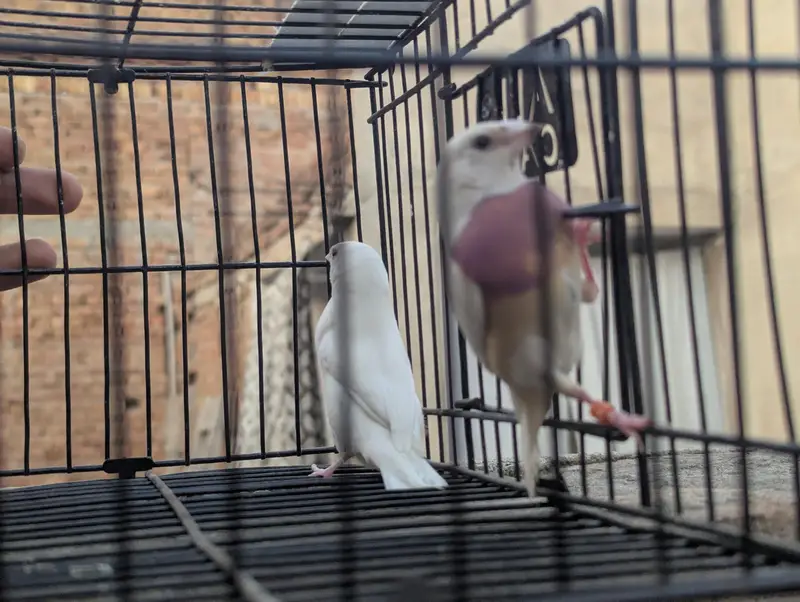 Silver Gouldian Finch — photo 5