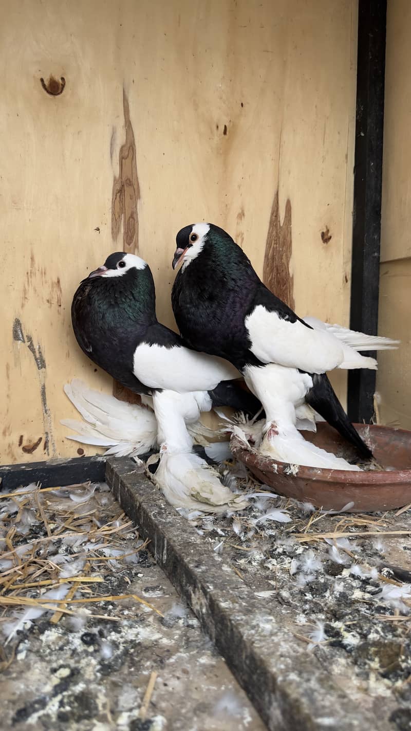 Full active Pair 0