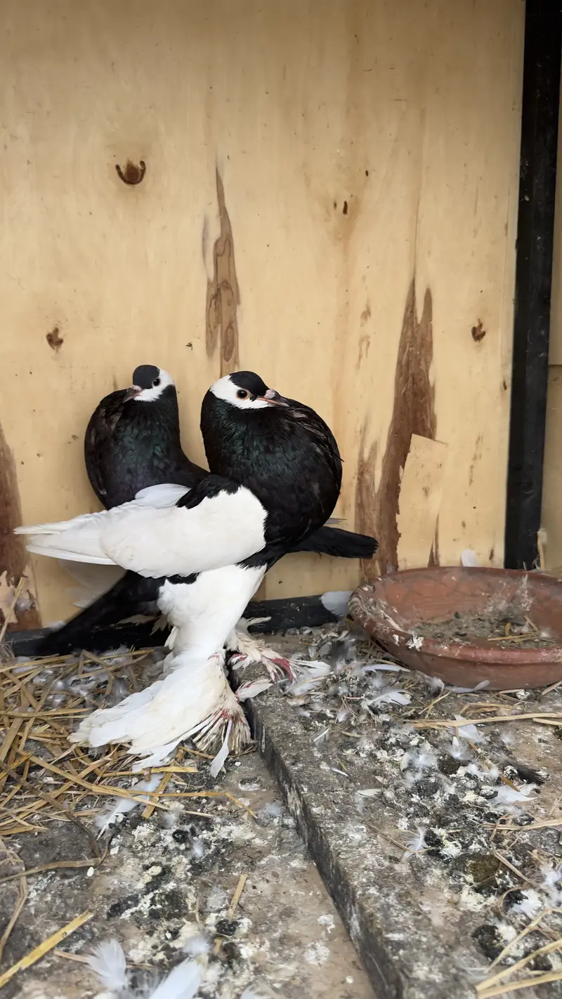 Full active Pair — photo 2