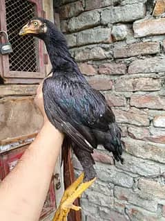 LASANI BREED LASANI MUSHKI BREED.