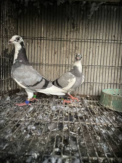 qasid pigeons