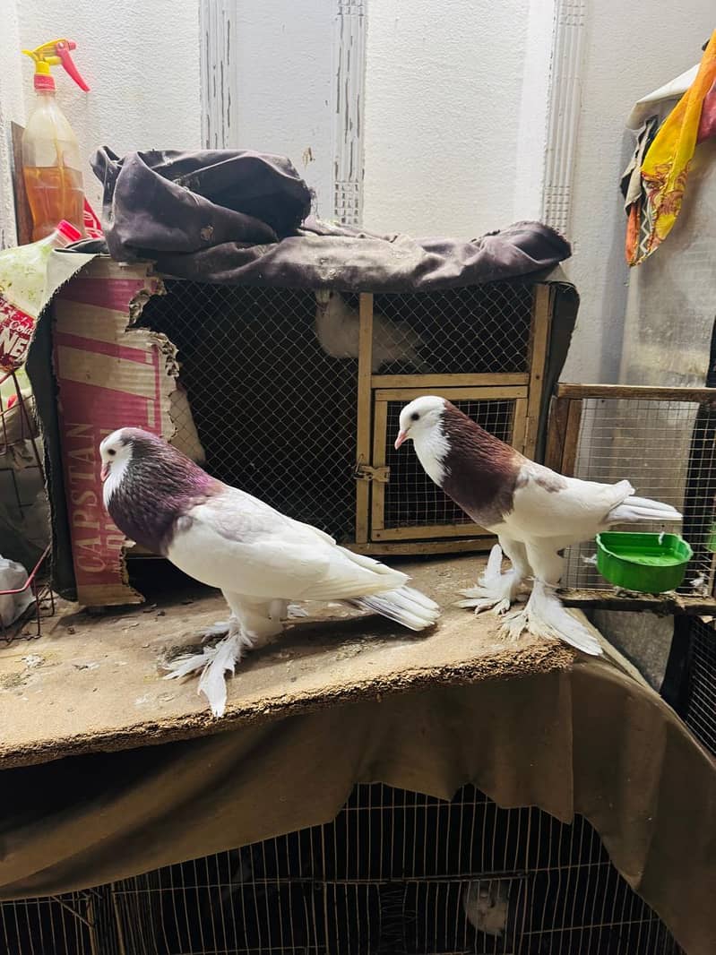 fancy pigeon setup. 0