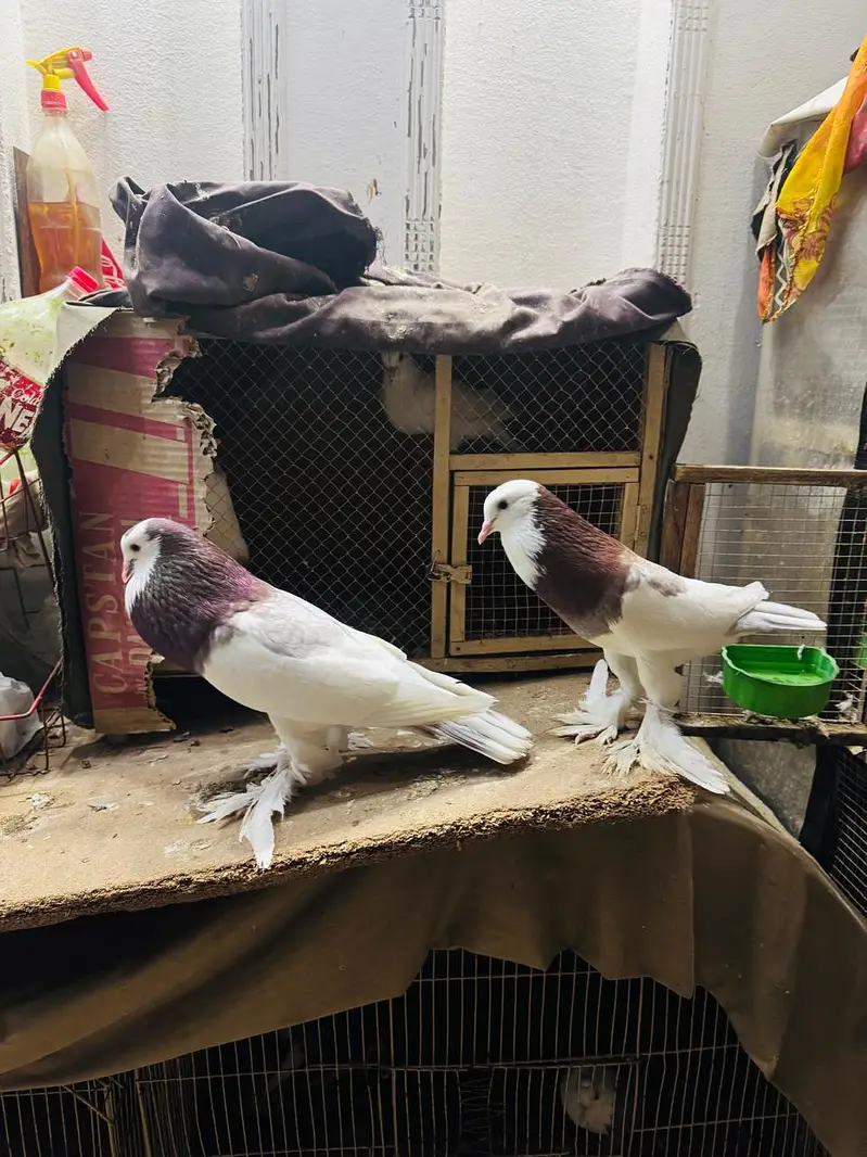 fancy pigeon setup.
