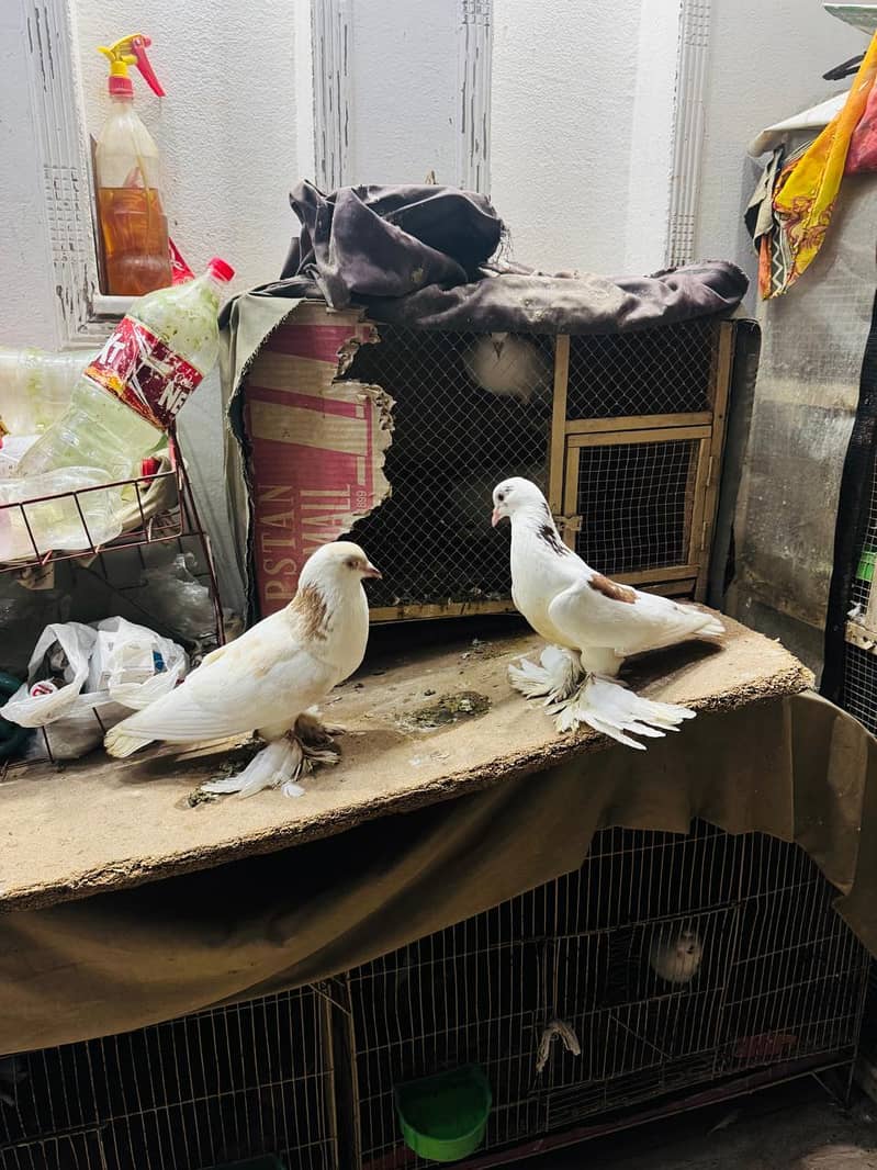 fancy pigeon setup. 1