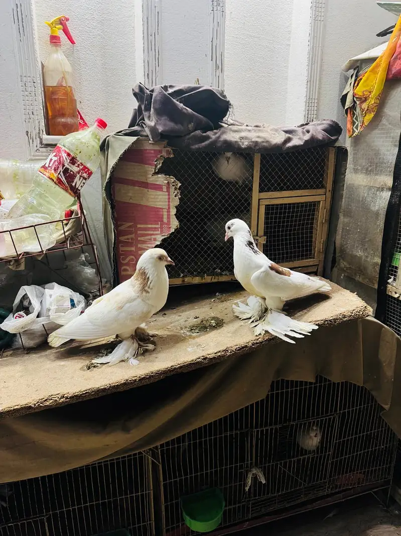 fancy pigeon setup. — photo 2