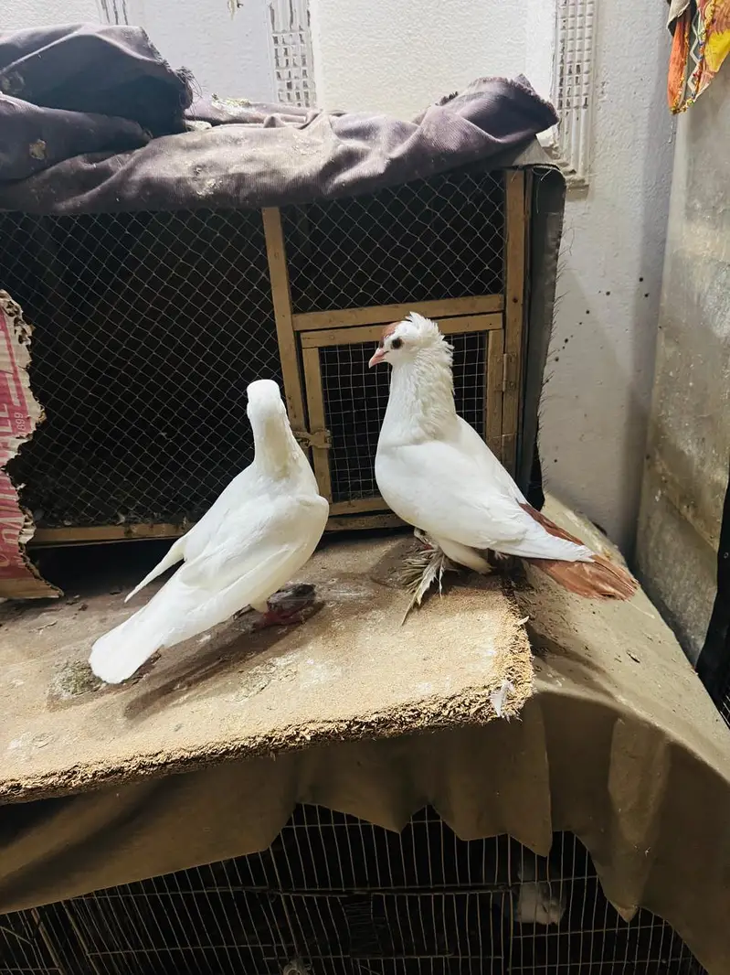 fancy pigeon setup. — photo 3