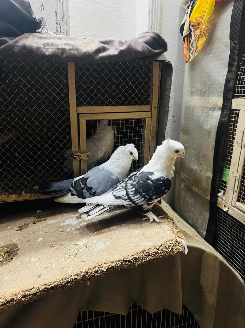 fancy pigeon setup. — photo 4