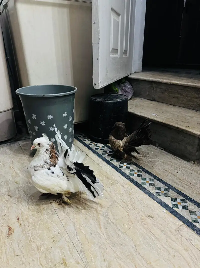 fancy pigeon setup. — photo 5
