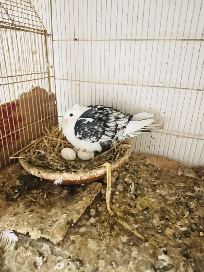 fancy pigeon setup. — photo 6