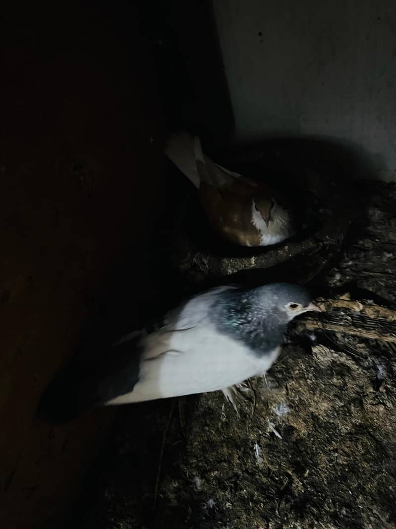 fancy pigeon setup. 6