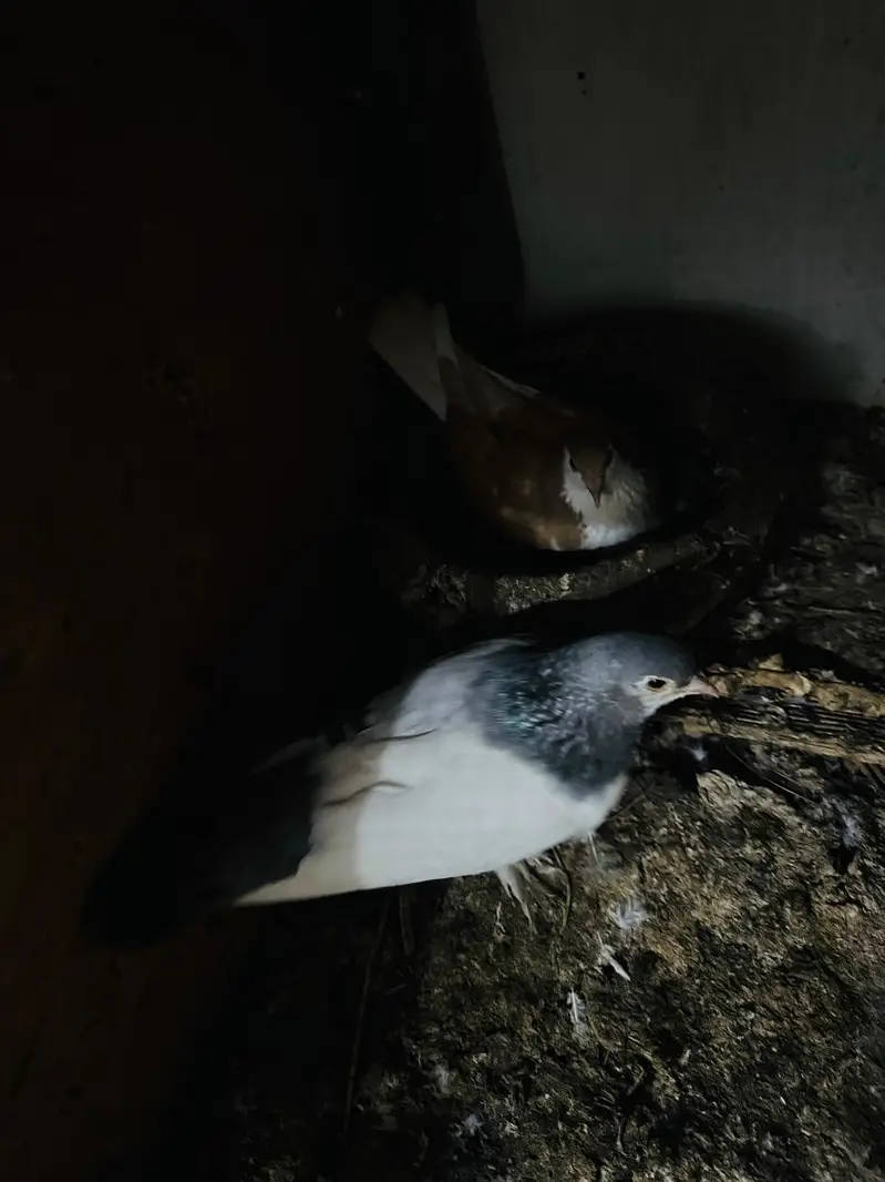 fancy pigeon setup. — photo 7