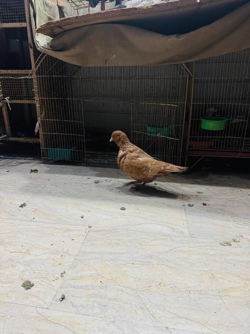 fancy pigeon setup. 7