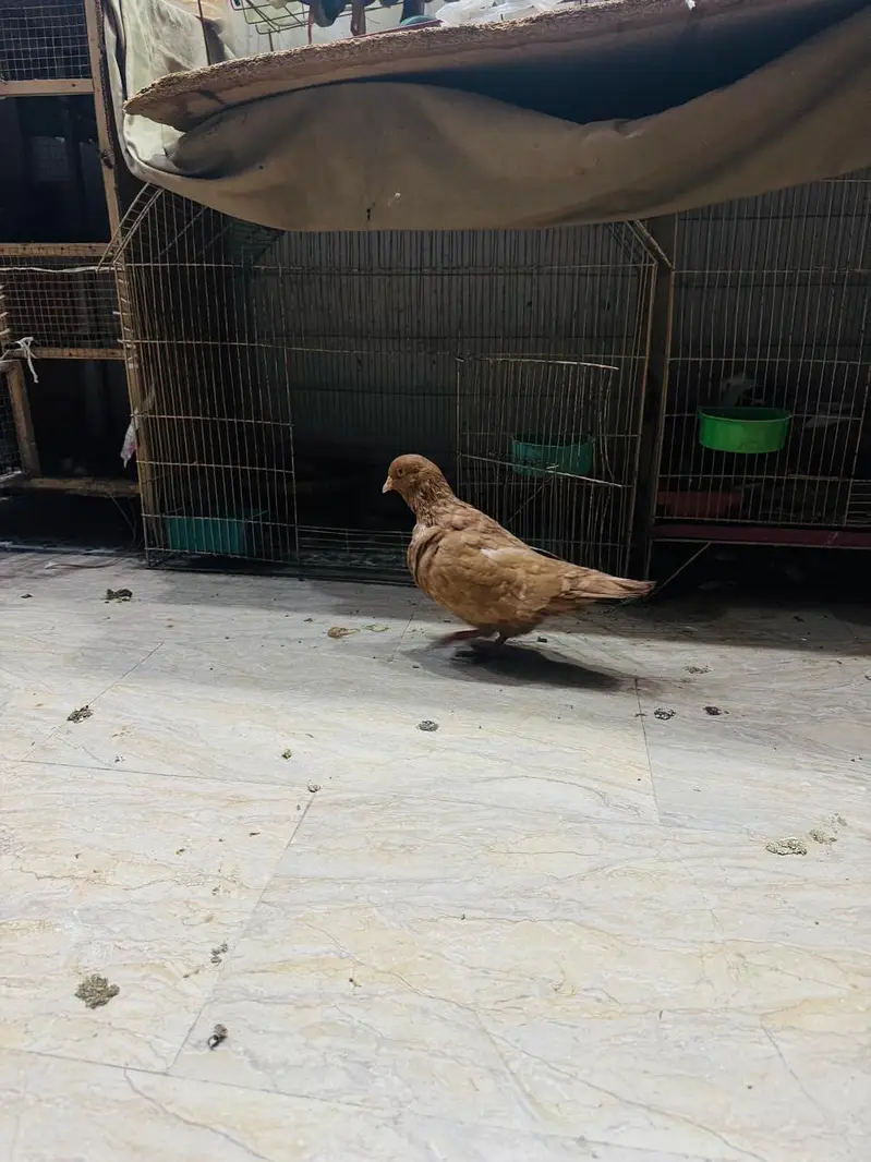 fancy pigeon setup. — photo 8