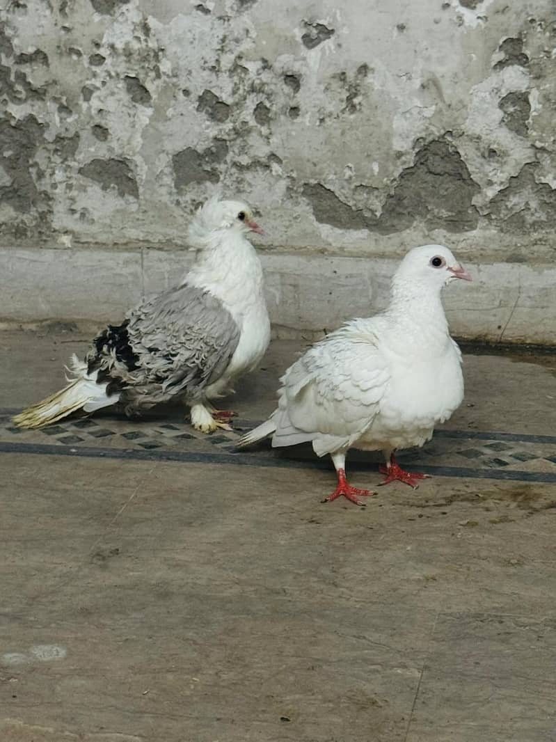 fancy pigeon setup. 8