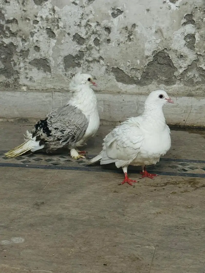 fancy pigeon setup. — photo 9