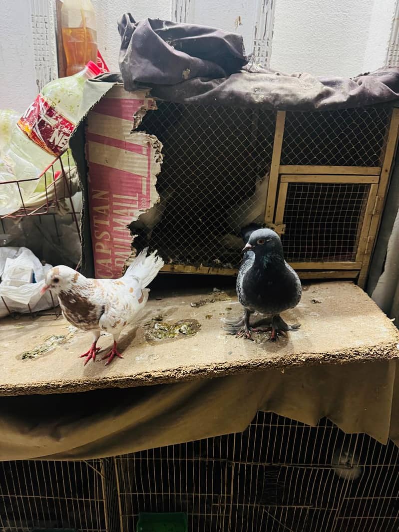 fancy pigeon setup. 10