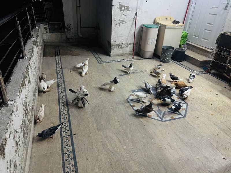 fancy pigeon setup. 11