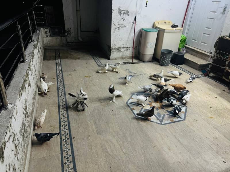 fancy pigeon setup. 12