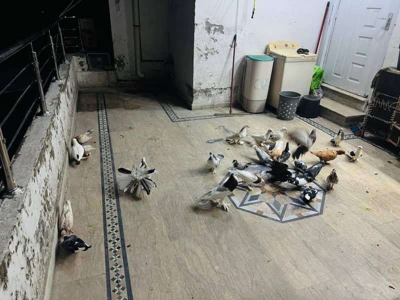 fancy pigeon setup. 13