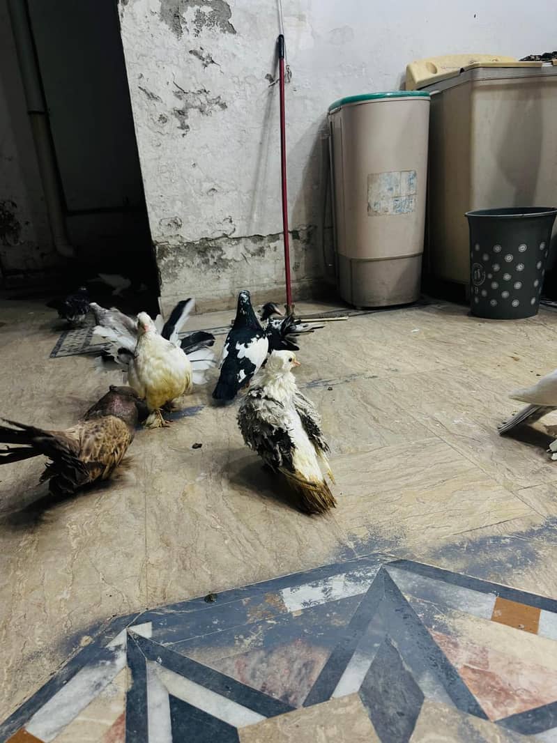 fancy pigeon setup. 14