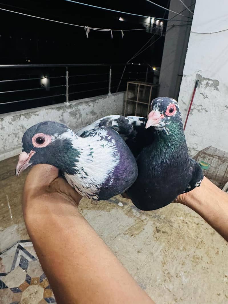 fancy pigeon setup. 15