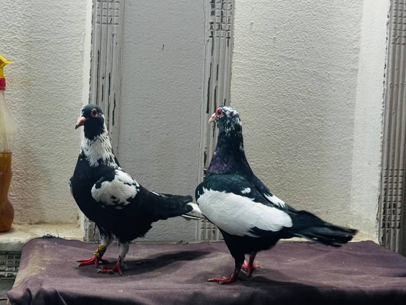 fancy pigeon setup. 16
