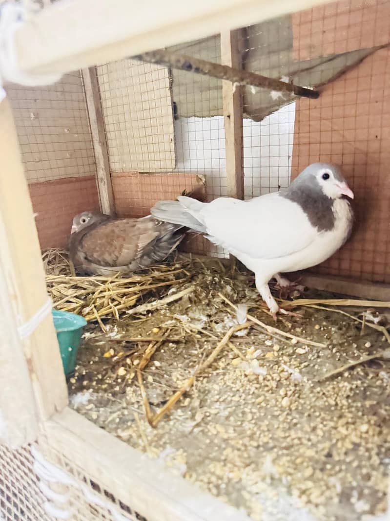 fancy pigeon setup. 17